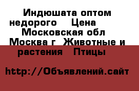 Индюшата оптом недорого  › Цена ­ 150 - Московская обл., Москва г. Животные и растения » Птицы   